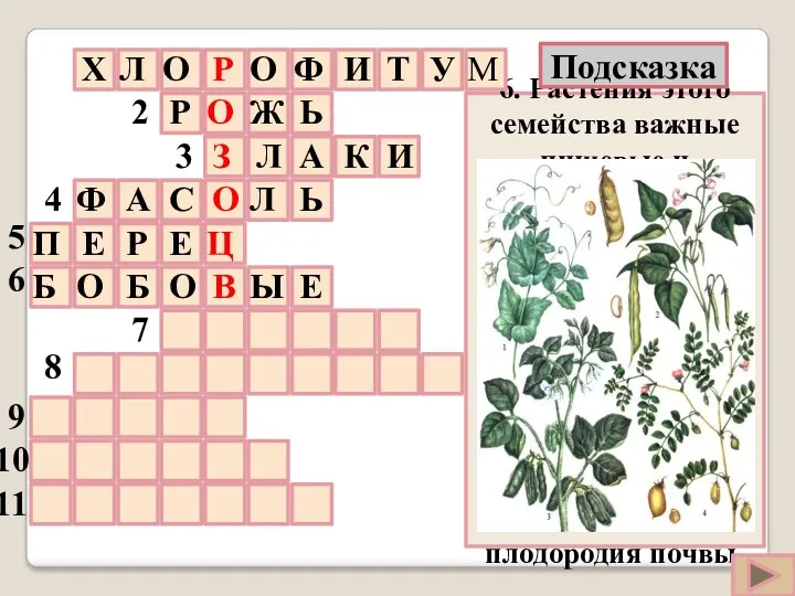 6. Растения этого семейства важные пищевые и кормовые культуры. На корнях этих растений