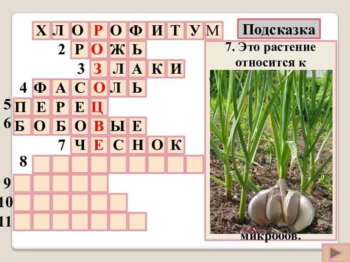 7. Это растение относится к овощным лилейным растениям. Его луковица имеет сложное строение