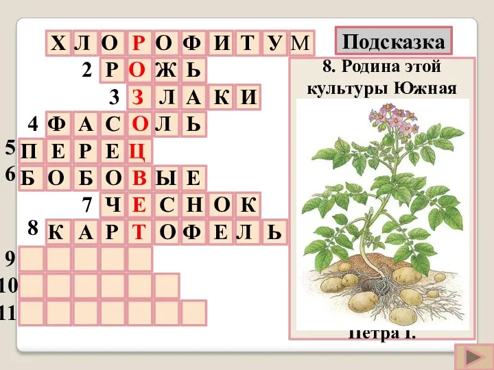 8. Родина этой культуры Южная Америка. В Европу его завёз путешественник Христофор Колумб.