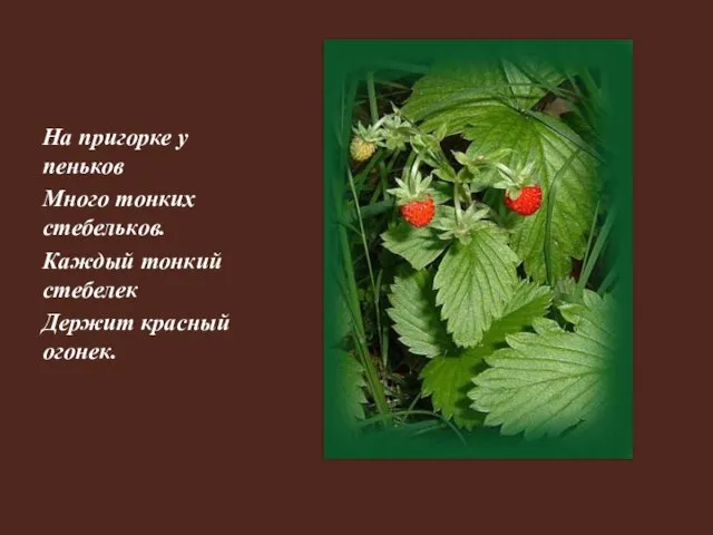 На пригорке у пеньков Много тонких стебельков. Каждый тонкий стебелек Держит красный огонек.