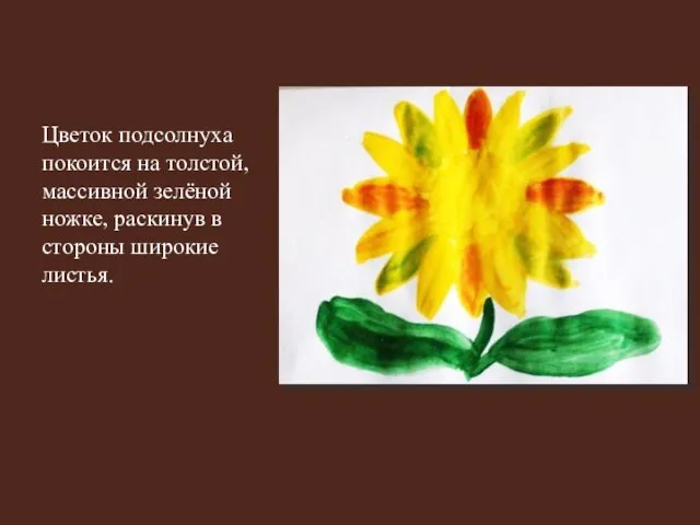 Цветок подсолнуха покоится на толстой, массивной зелёной ножке, раскинув в стороны широкие листья.