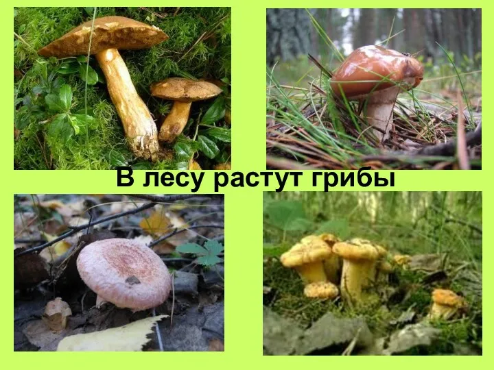 В лесу растут грибы