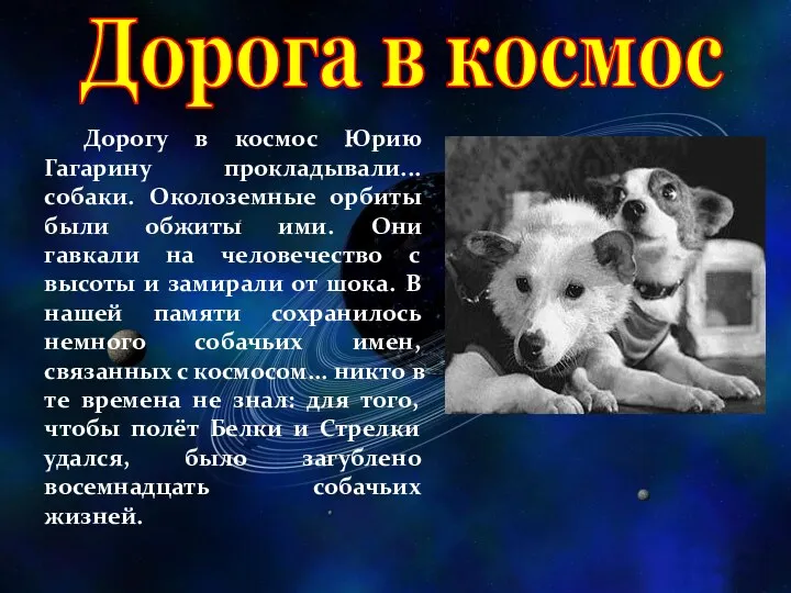 Дорогу в космос Юрию Гагарину прокладывали... собаки. Околоземные орбиты были