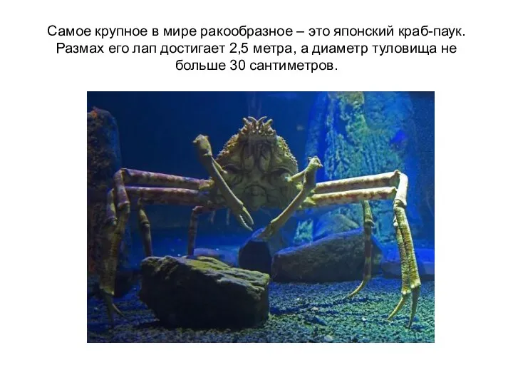 Самое крупное в мире ракообразное – это японский краб-паук. Размах его лап достигает