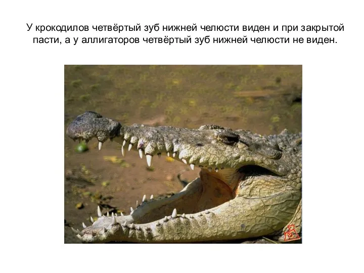 У крокодилов четвёртый зуб нижней челюсти виден и при закрытой пасти, а у