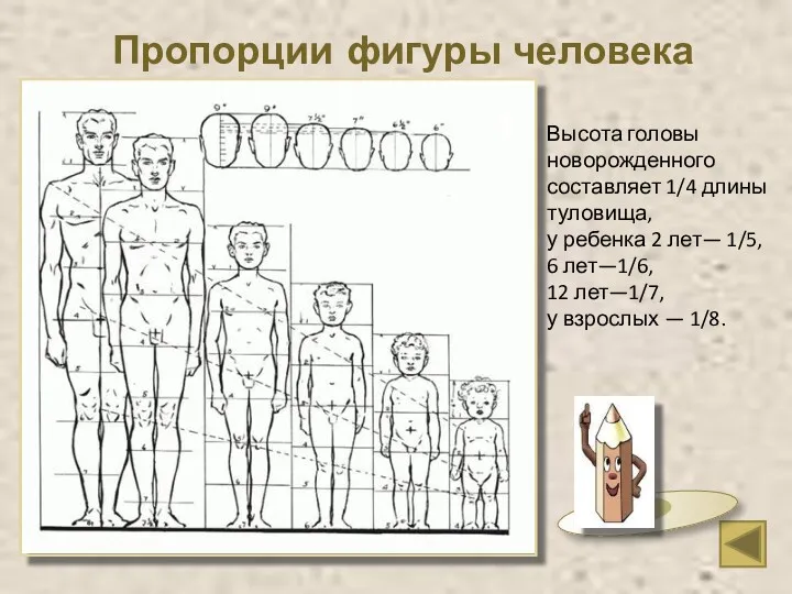 Высота головы новорожденного составляет 1/4 длины туловища, у ребенка 2