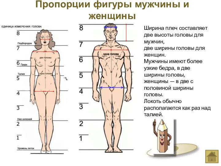 Ширина плеч составляет две высоты головы для мужчин, две ширины