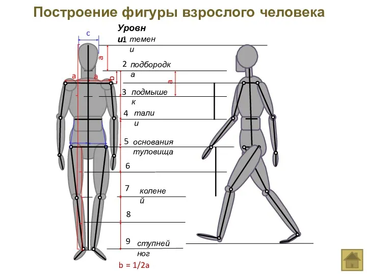 a a a Построение фигуры взрослого человека основания туловища коленей