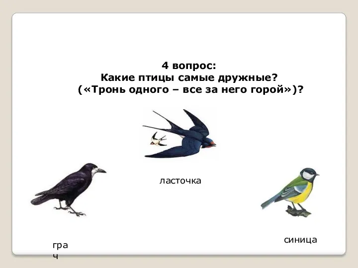 4 вопрос: Какие птицы самые дружные? («Тронь одного – все за него горой»)? грач ласточка синица