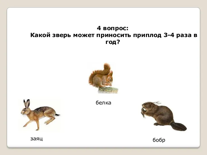 4 вопрос: Какой зверь может приносить приплод 3-4 раза в год? заяц белка бобр