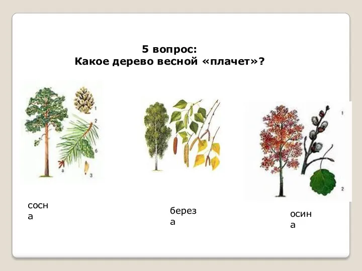 5 вопрос: Какое дерево весной «плачет»? сосна береза осина