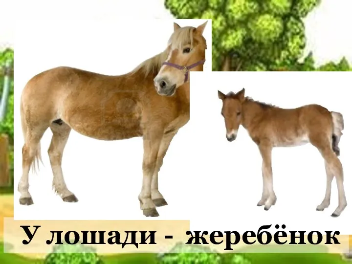 У лошади - жеребёнок