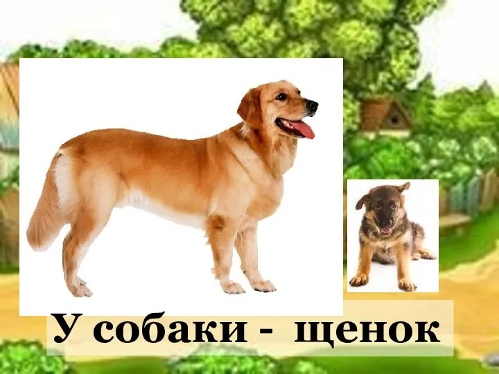 щенок У собаки -