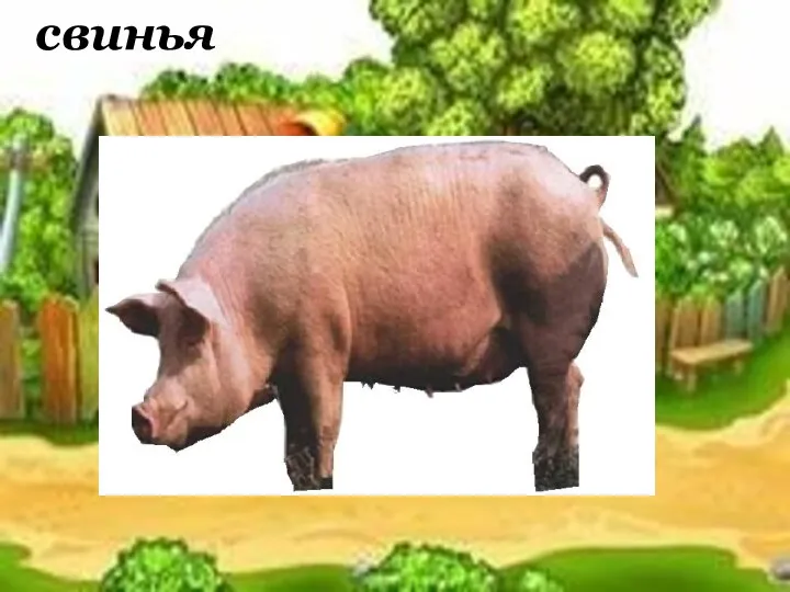 свинья