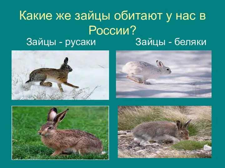 Какие же зайцы обитают у нас в России? Зайцы - русаки Зайцы - беляки