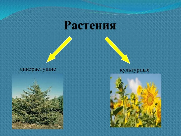 дикорастущие культурные