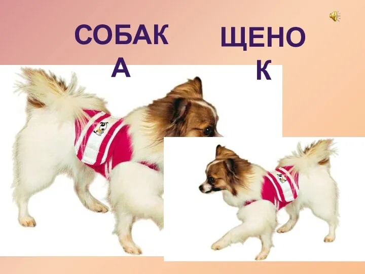 собака