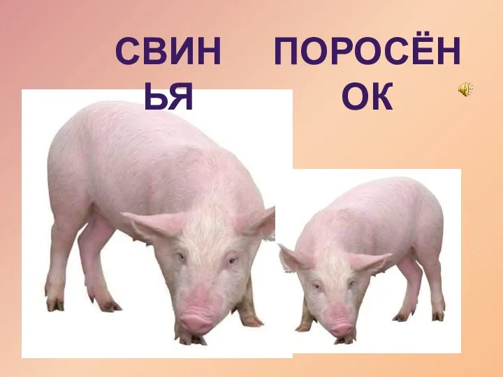 свинья