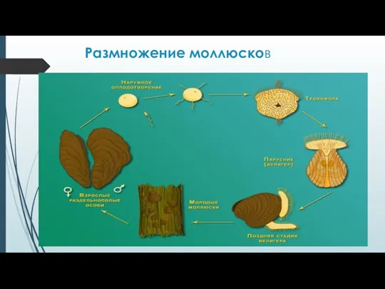 Размножение моллюсков