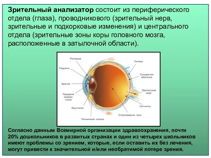 Зрительный анализатор состоит из периферического отдела (глаза), проводникового (зрительный нерв, зрительные и подкорковые