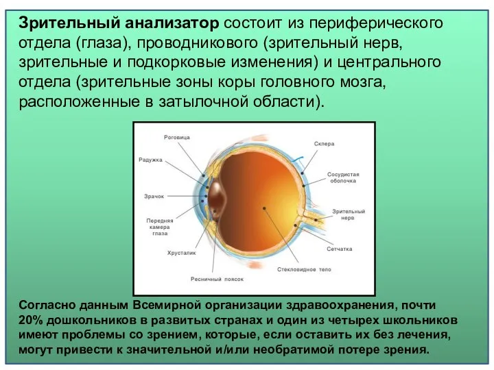 Зрительный анализатор состоит из периферического отдела (глаза), проводникового (зрительный нерв,