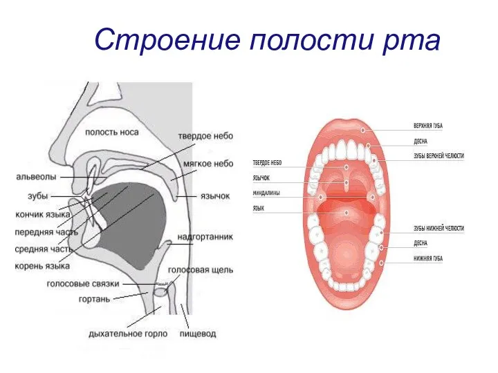 Строение полости рта