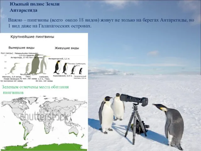 Южный полюс Земли Антарктида Важно – пингвины (всего около 18