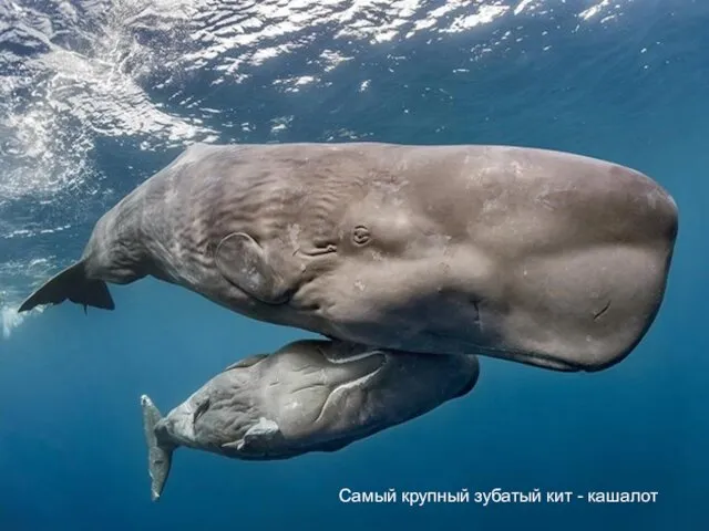 Самый крупный зубатый кит - кашалот