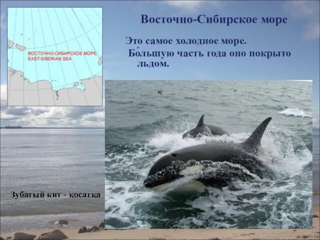 Восточно-Сибирское море Это самое холодное море. Бо́льшую часть года оно покрыто льдом. Зубатый кит - косатка
