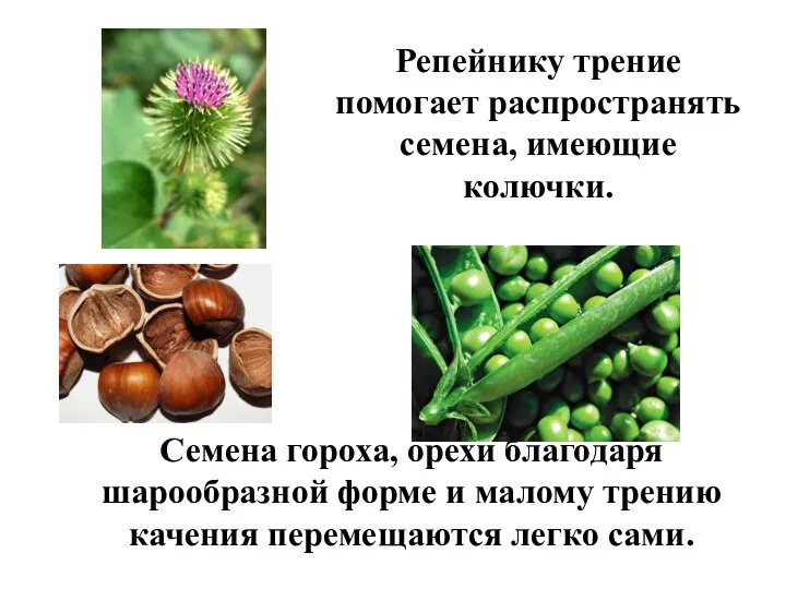 Репейнику трение помогает распространять семена, имеющие колючки. Семена гороха, орехи