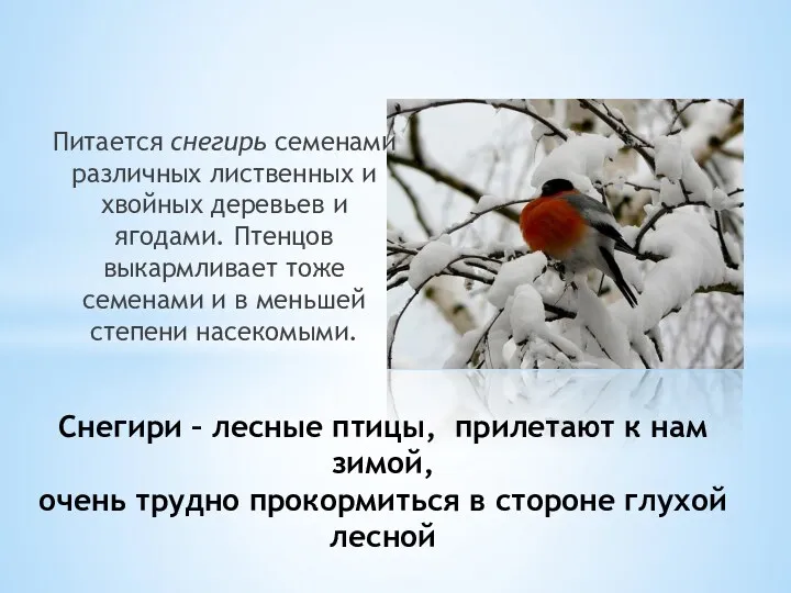 Питается снегирь семенами различных лиственных и хвойных деревьев и ягодами.