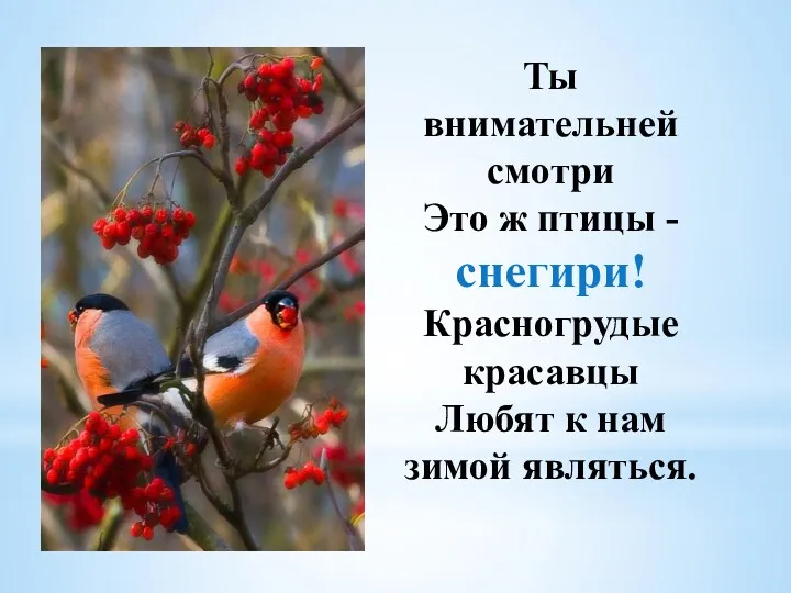 Ты внимательней смотри Это ж птицы - снегири! Красногрудые красавцы Любят к нам зимой являться.