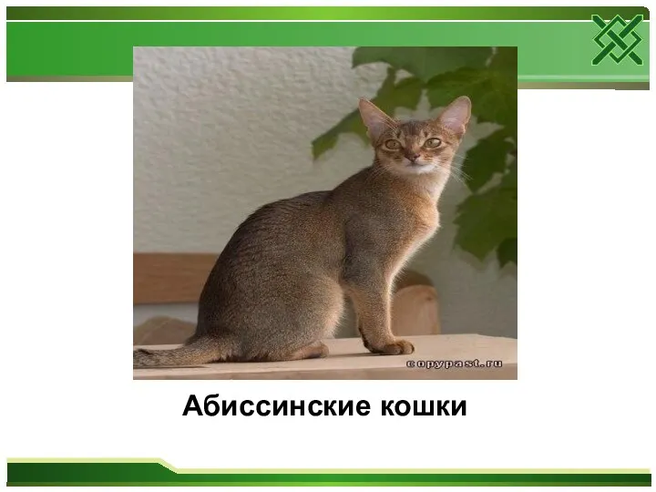 Абиссинские кошки