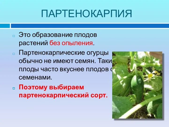 ПАРТЕНОКАРПИЯ Это образование плодов растений без опыления. Партенокарпические огурцы обычно