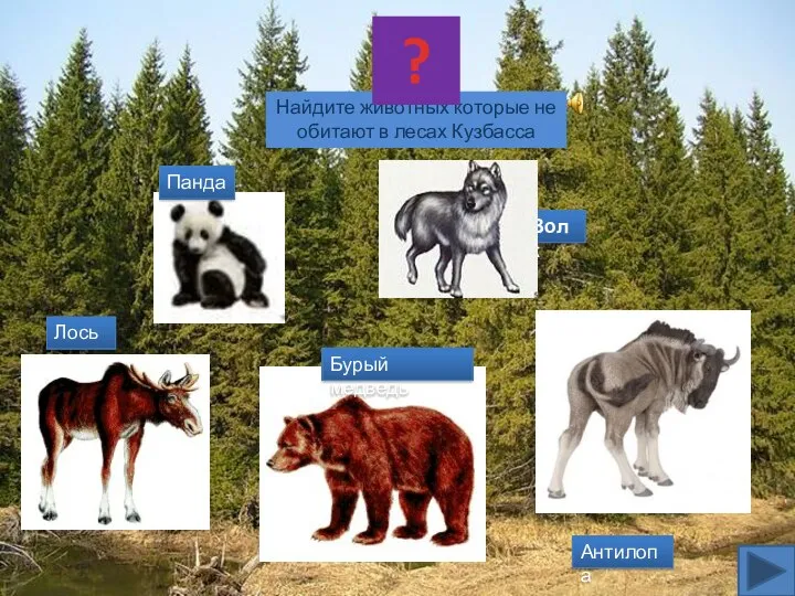 «Кто лишний?» Волк Бурый медведь Лось Антилопа Панда Найдите животных