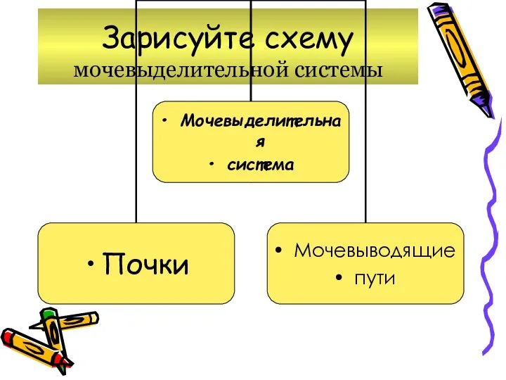 Зарисуйте схему мочевыделительной системы