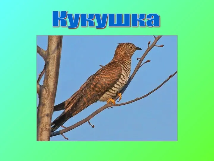 Кукушка