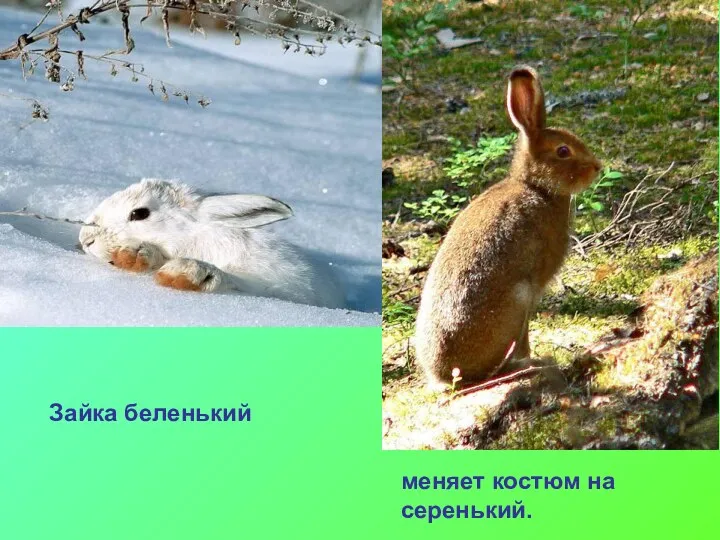 Зайка беленький меняет костюм на серенький.