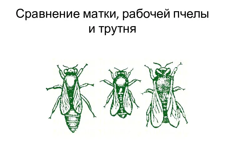 Сравнение матки, рабочей пчелы и трутня