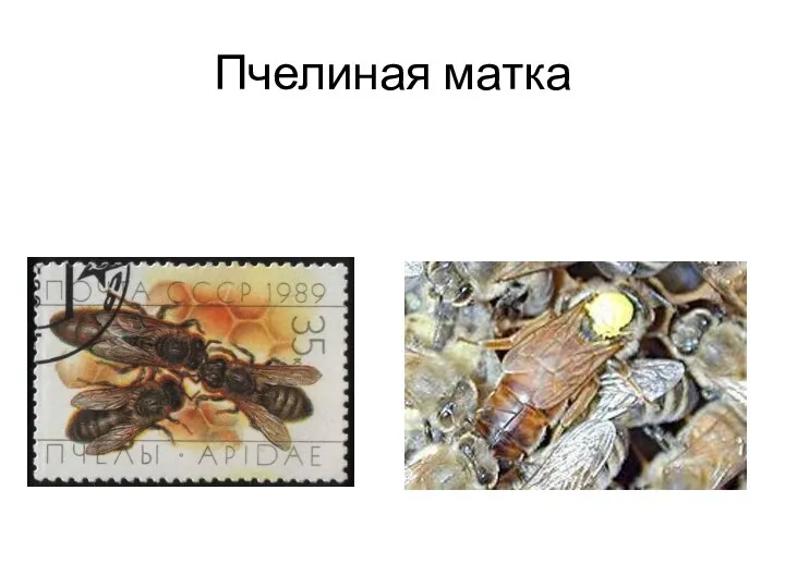 Пчелиная матка