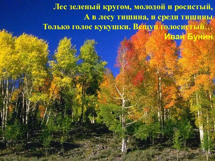 Лес зеленый кругом, молодой и росистый, А в лесу тишина,