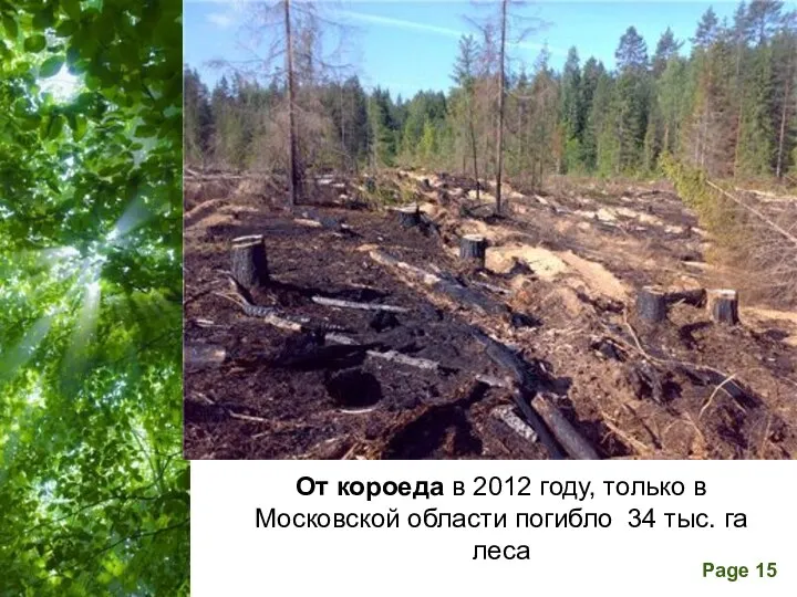 От короеда в 2012 году, только в Московской области погибло 34 тыс. га леса
