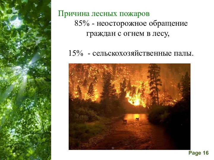 Причина лесных пожаров 85% - неосторожное обращение граждан с огнем в лесу, 15% - сельскохозяйственные палы.