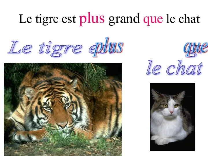 Le tigre est plus grand que le chat Le tigre