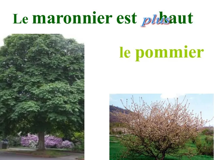 Le maronnier est haut le pommier plus que