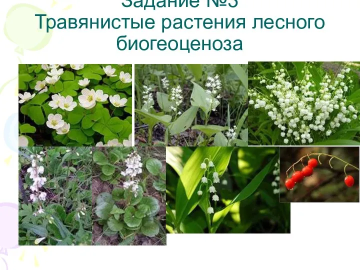Задание №3 Травянистые растения лесного биогеоценоза