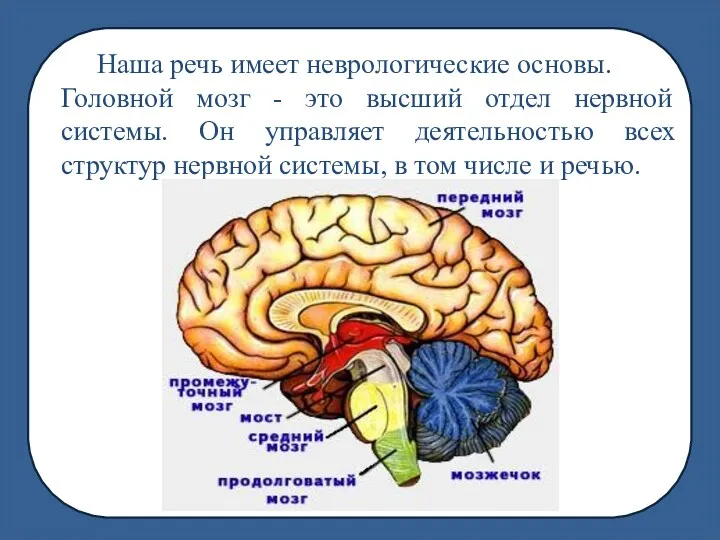 Наша речь имеет неврологические основы. Головной мозг - это высший отдел нервной системы.