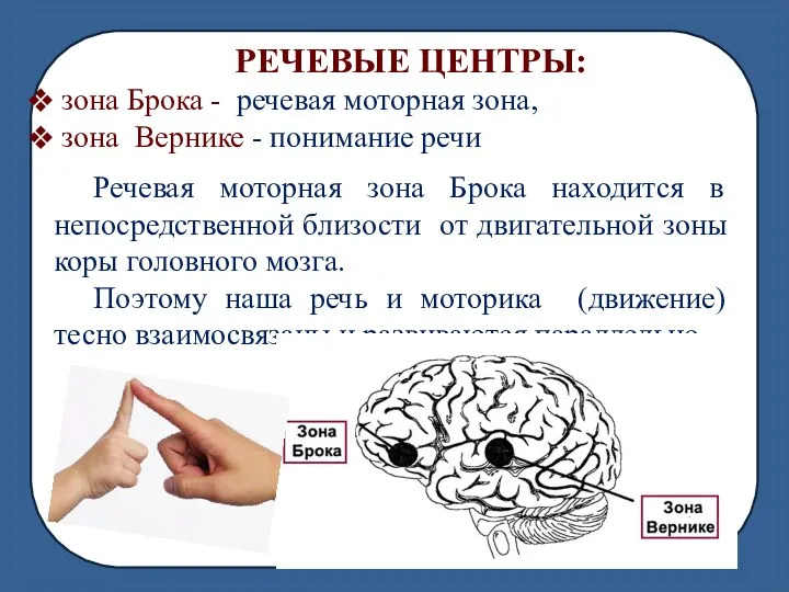 РЕЧЕВЫЕ ЦЕНТРЫ: зона Брока - речевая моторная зона, зона Вернике - понимание речи