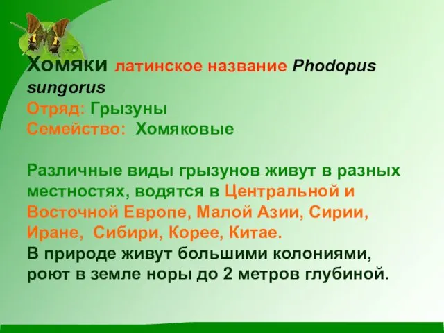 Хомяки латинское название Phodopus sungorus Отряд: Грызуны Семейство: Хомяковые Различные