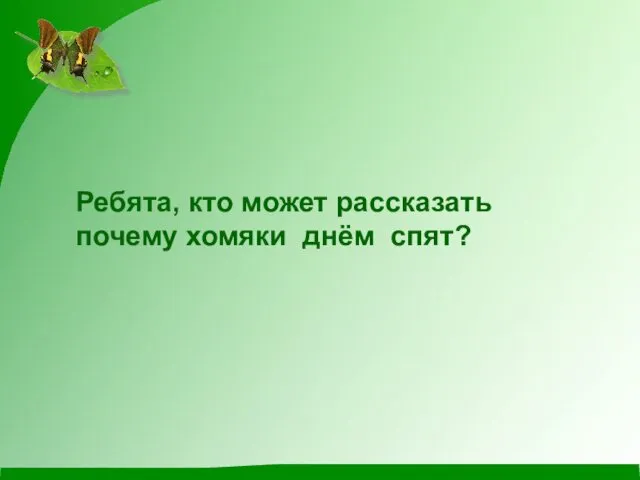 Ребята, кто может рассказать почему хомяки днём спят?